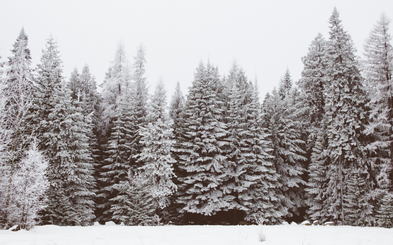 зима, снег, деревья, лес