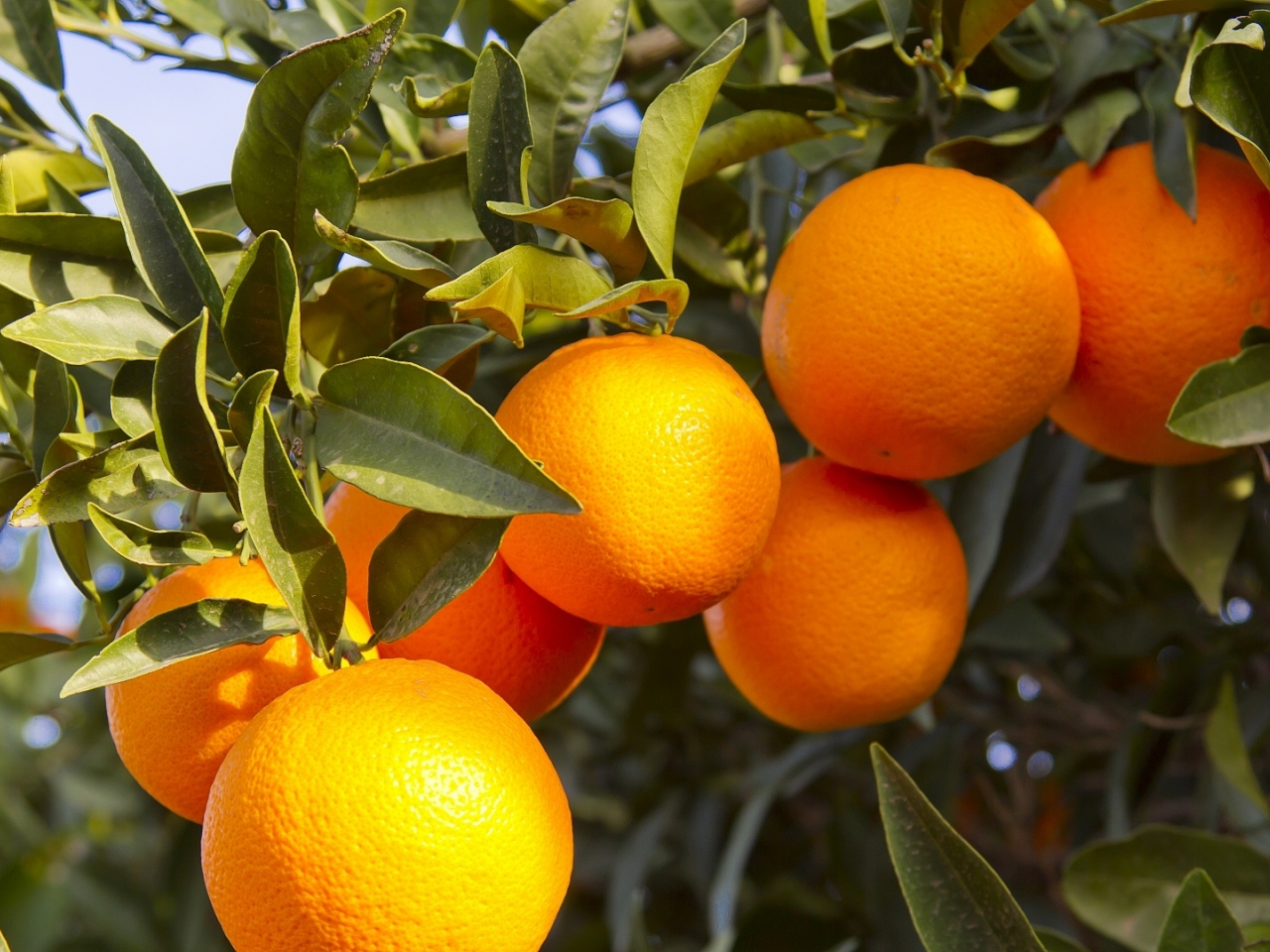 апельсины, цитрусовые