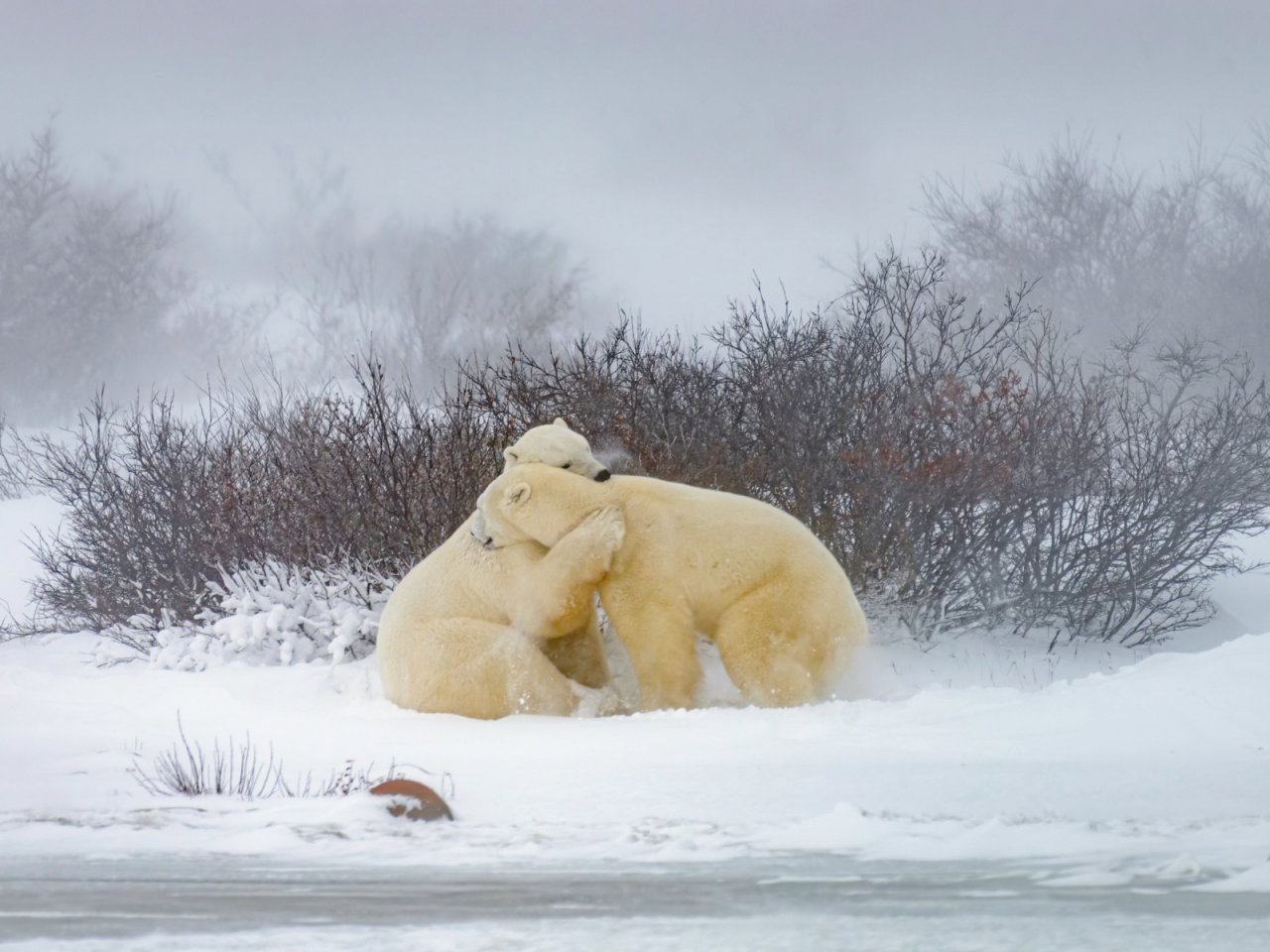 медведи белые, снег, зима