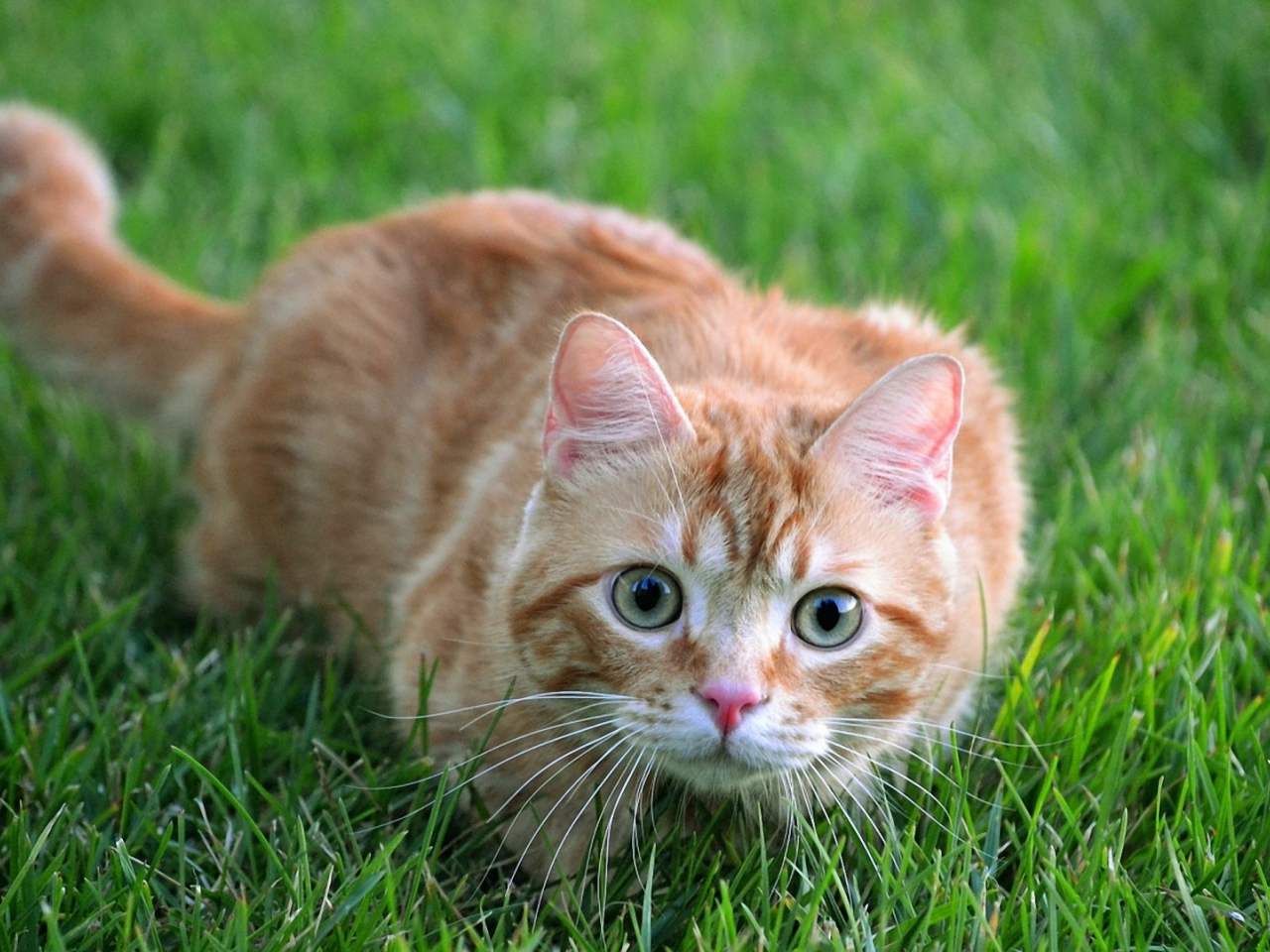 кот рыжий, взгляд, лежит на траве