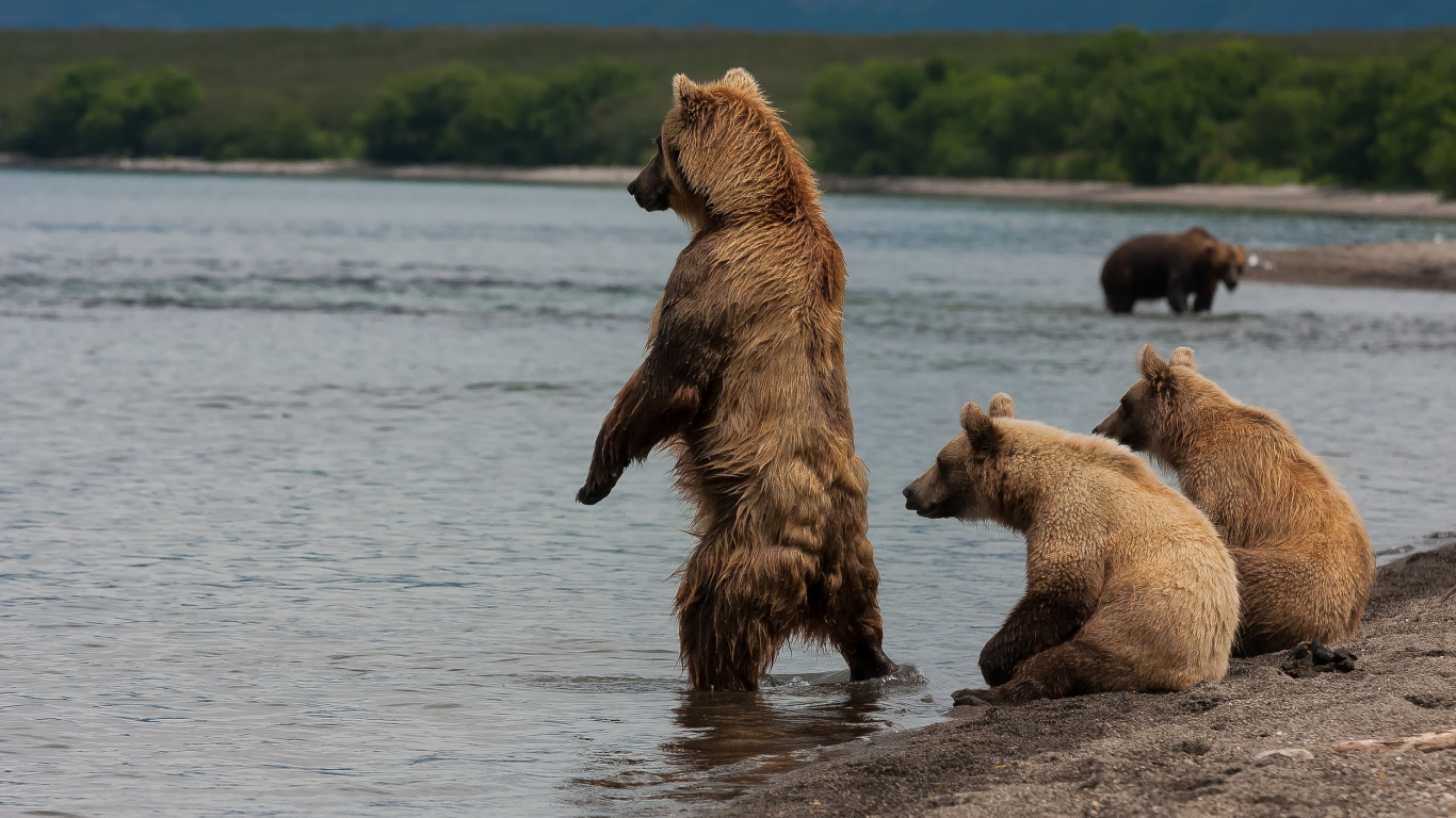 медведи, на берегу реки