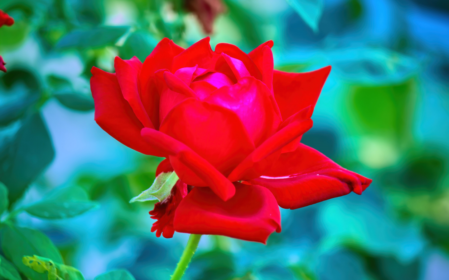 цветок, роза красная