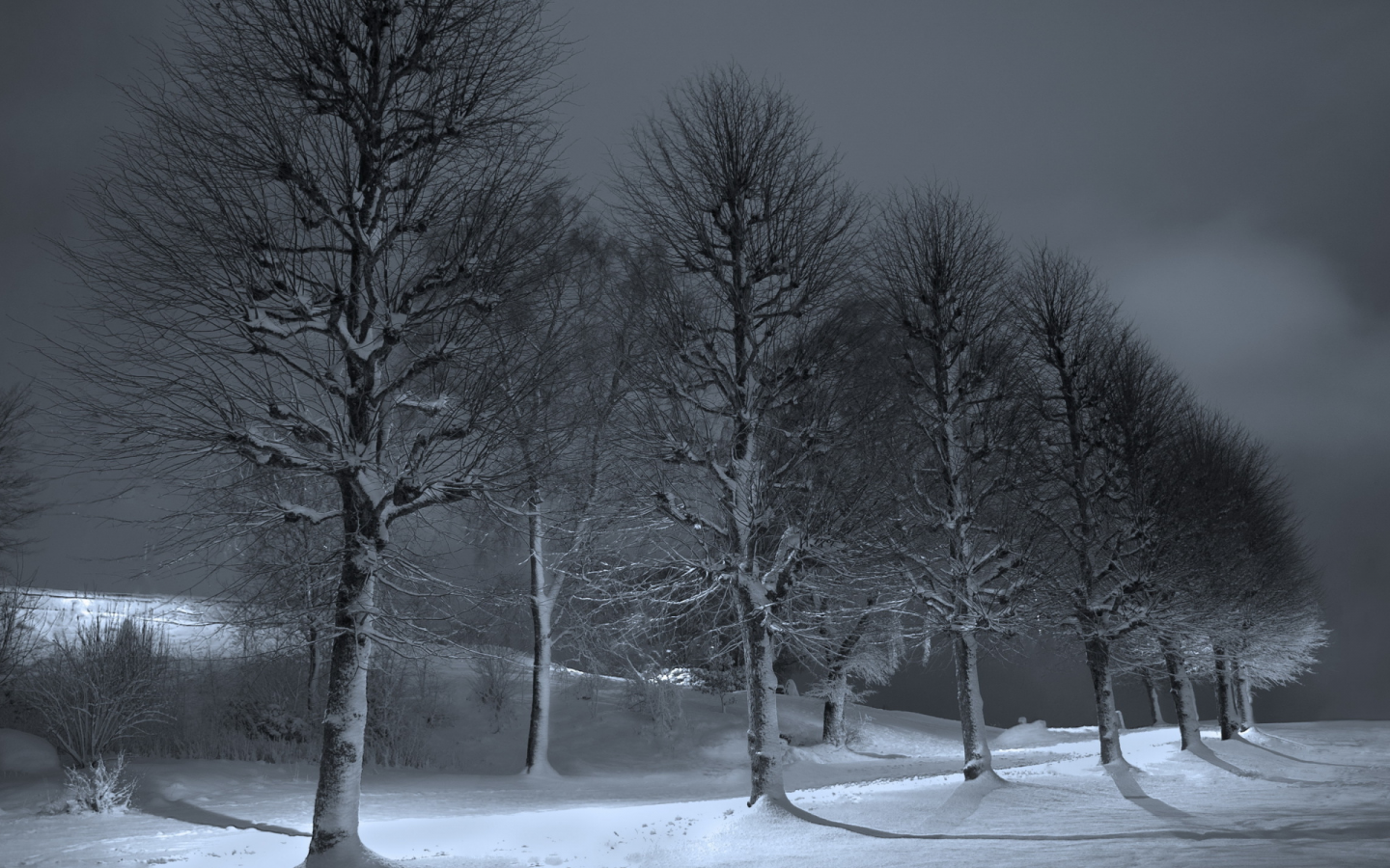 ночь, деревья, снег, зима