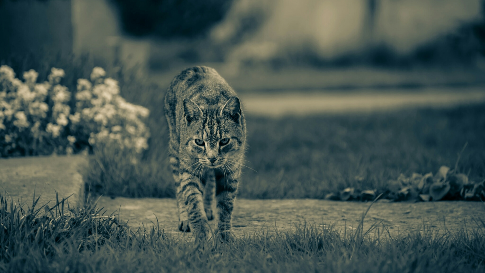 кот, животное, прогулка