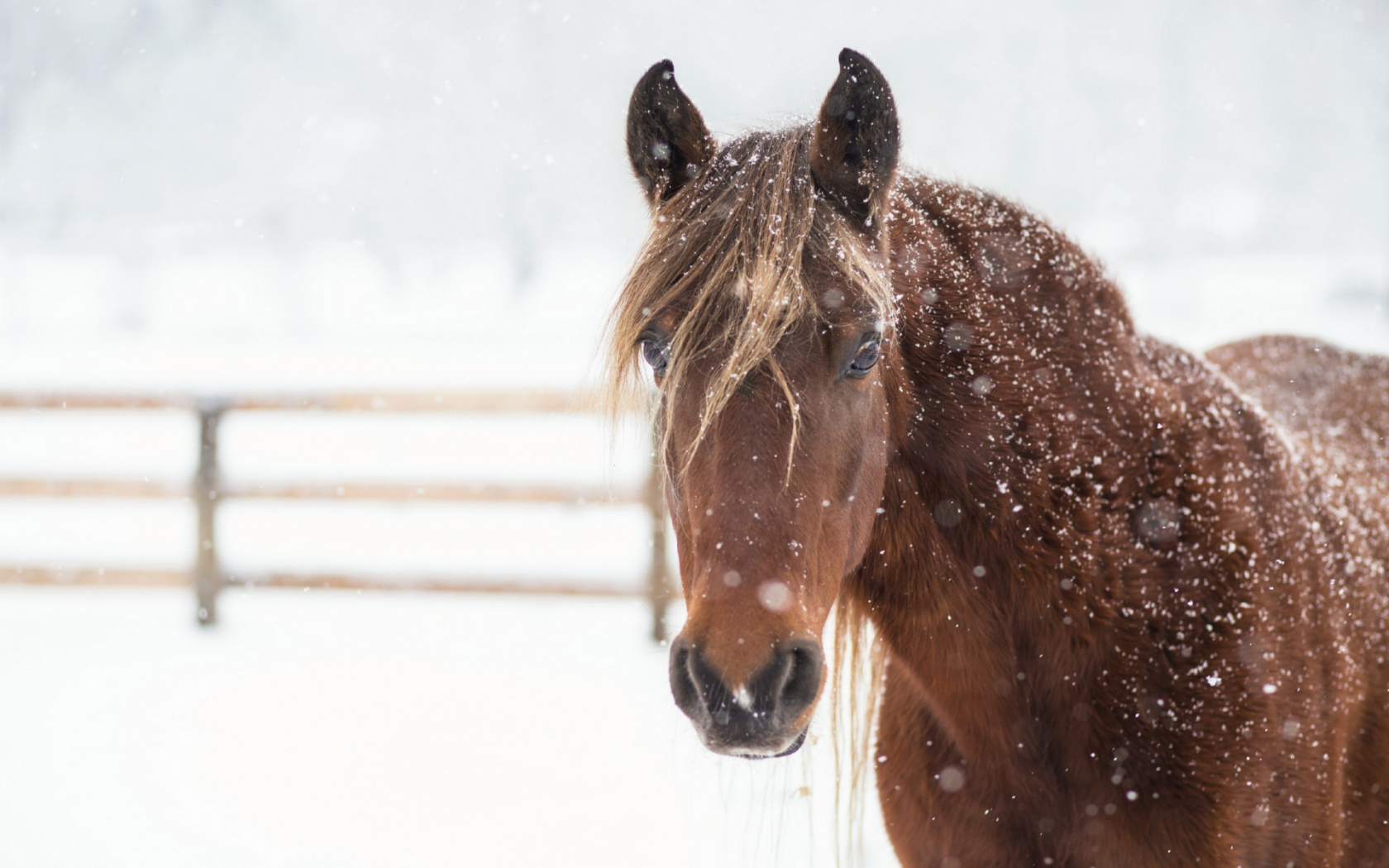 лошадь, животное, зима, снег