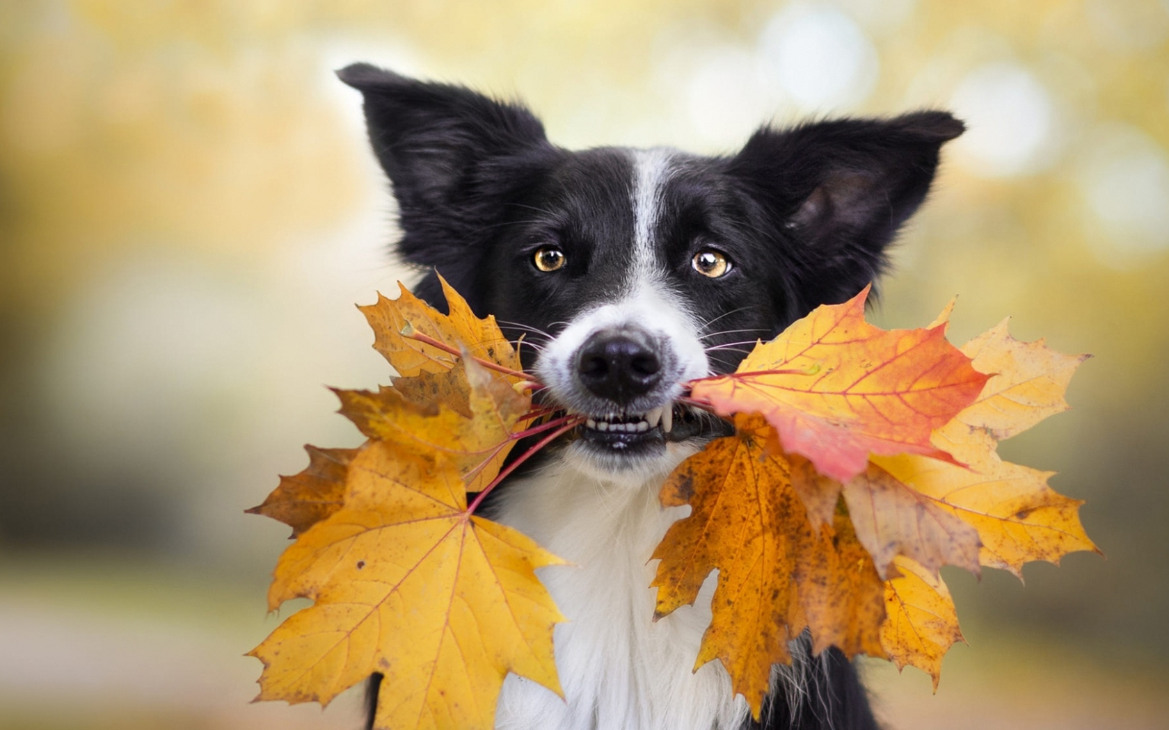 собака, животное, листья жёлтые, в пасти