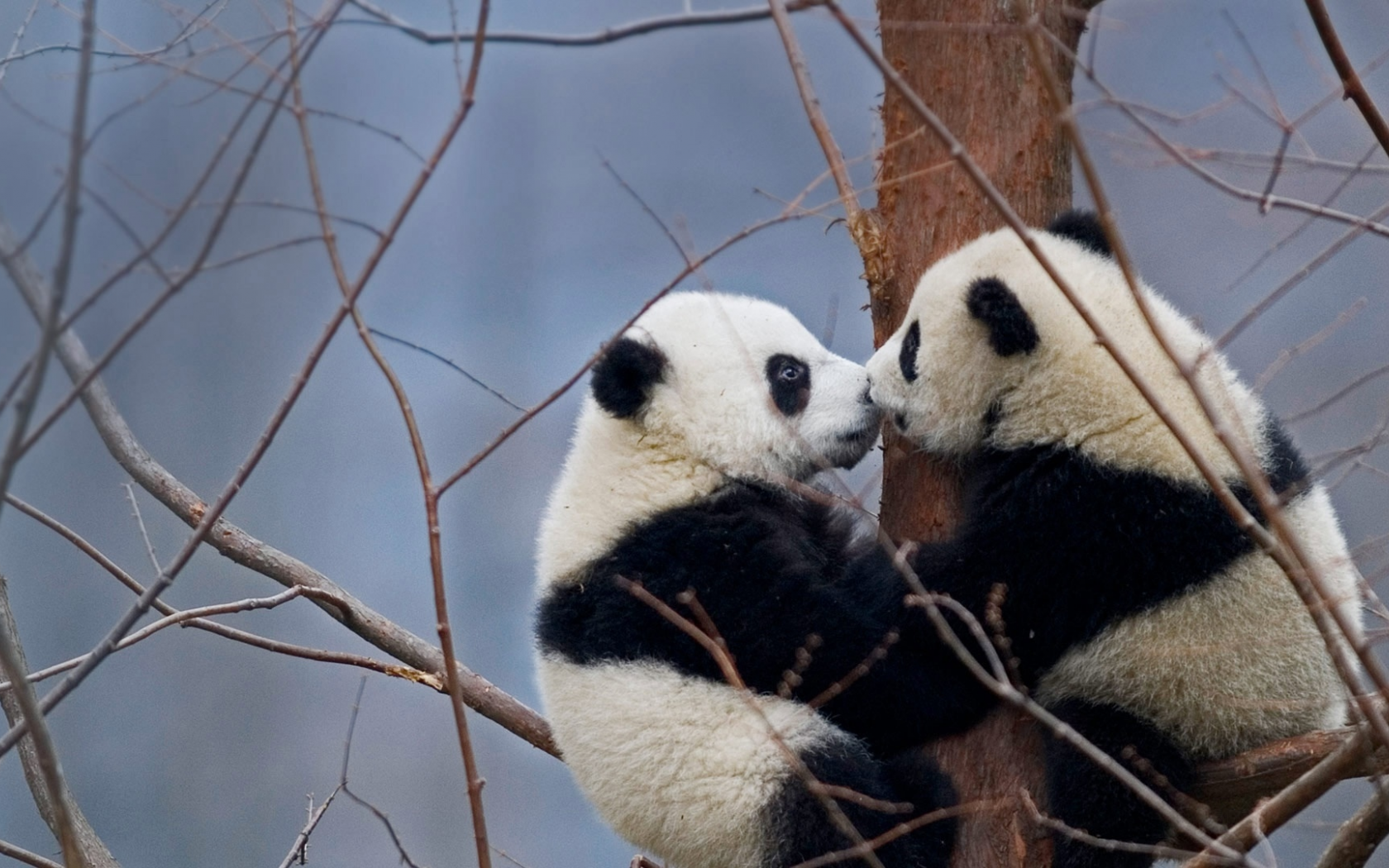 панды, животные, на дереве
