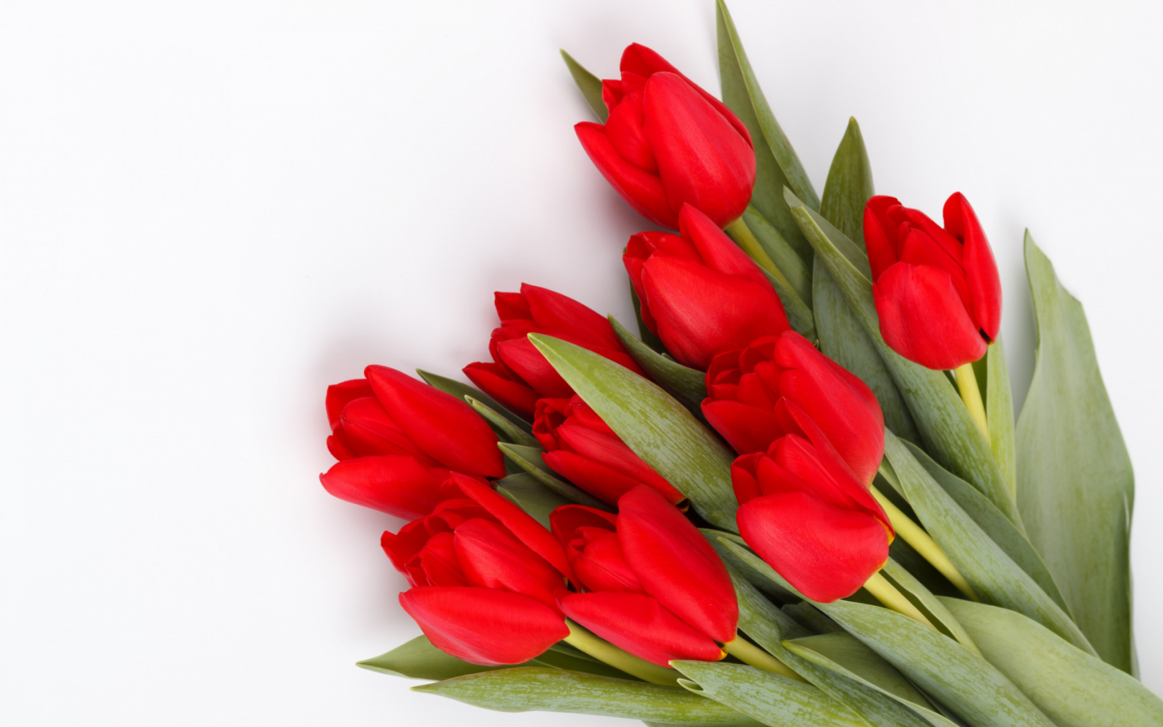 цветы, тюльпаны красные