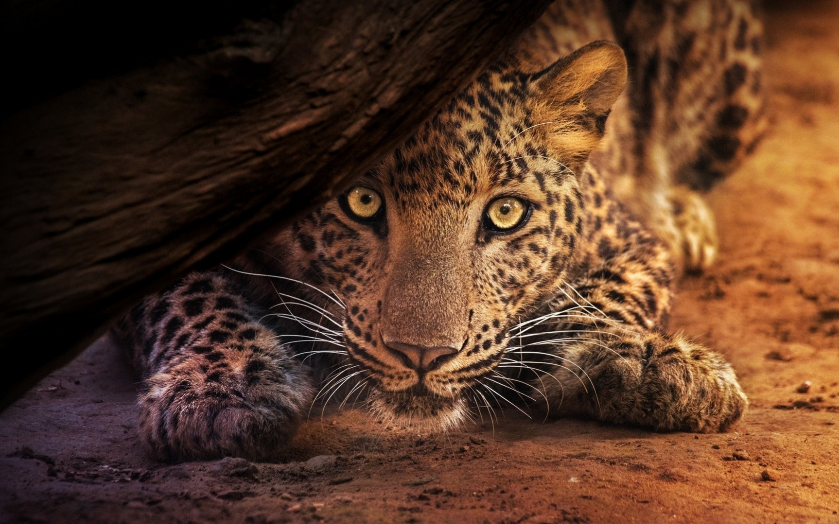 леопард, хищник