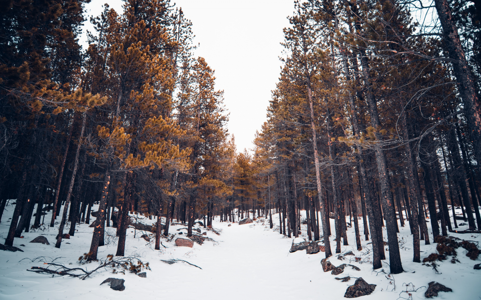 лес, зима, снег