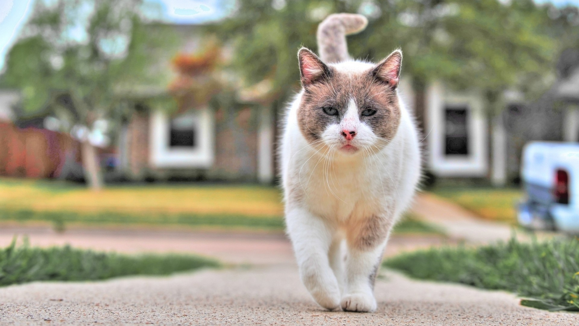 кот, животное, прогулка