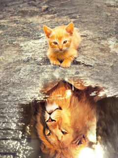 котёнок лев, отражение в лвже