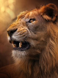 лев, животное, хищник