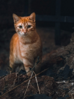 кот рыжий, взгляд