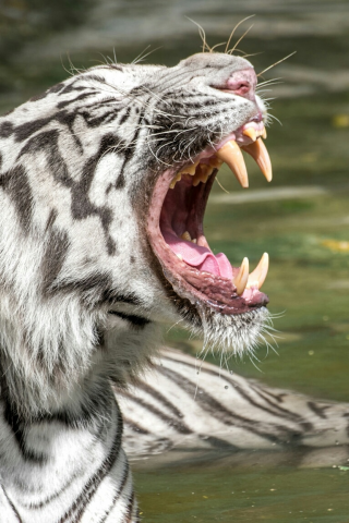 тигр, хищник, оскал, клыки