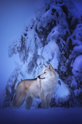 волк, животное, зима