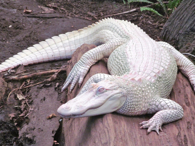 крокодил, альбинос
