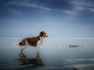 собака, животное, море