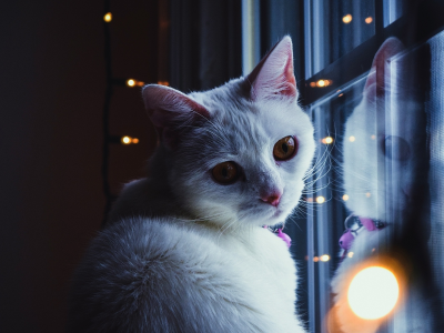 кошка, животное, у окна