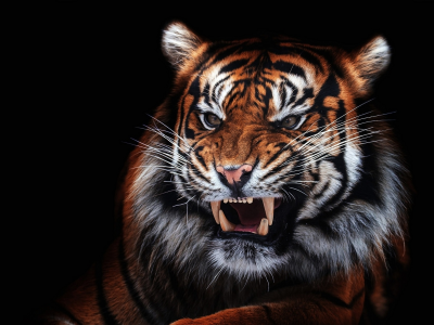 тигр, хищник, оскал
