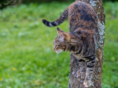 кот, спускается с дерева