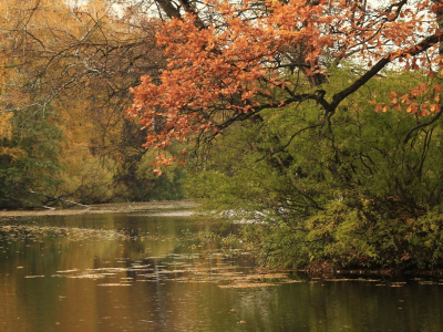 река, деревья, осень