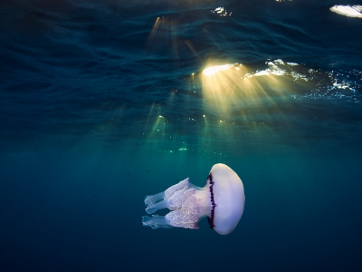 океан, медуза