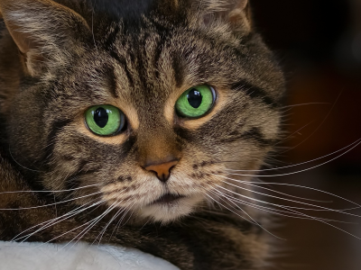 кот, зелёноглазый, взгляд