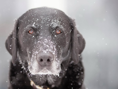 собака, животное, снег на морде