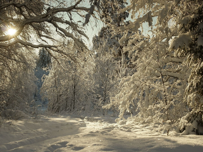 лес, деревья, зима