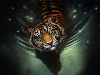 тигр, взгляд, плывёт в воде