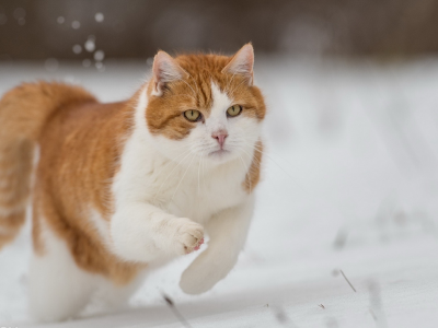 кот, бежит по снегу, зима