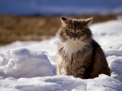 кот пушистый, сидит в снегу