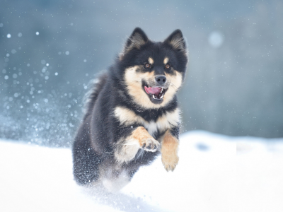 собака, животное, снег, зима