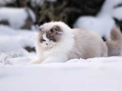 кошка, снег, зима