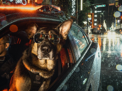 собака в очках, в автомобиле