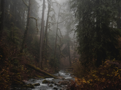 лес, река, туман