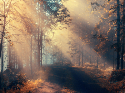 лес, деревья, туман
