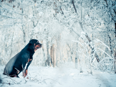 собака, животное, зима