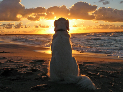 собака, животное, сидит на берегу, смотрит на закат