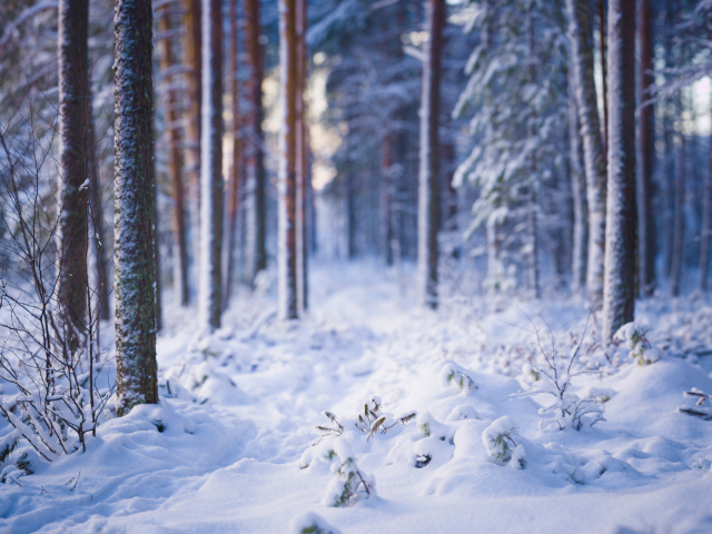 лес, деревья, снег, зима
