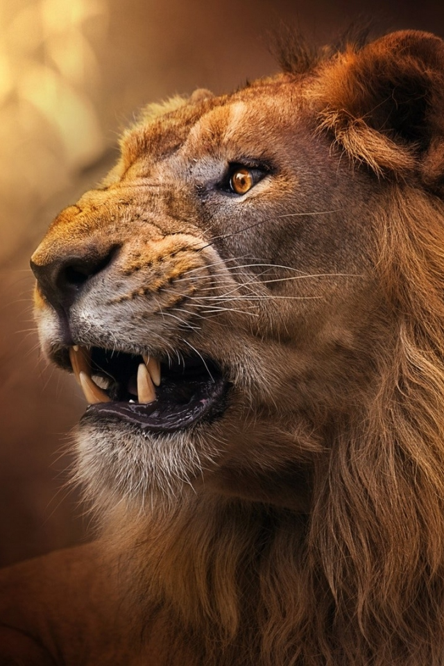 лев, животное, хищник