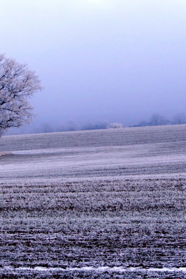 поле, дерево, зима