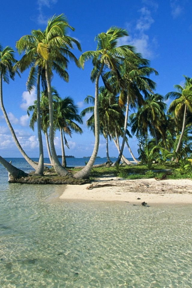 океан, остров, пальмы