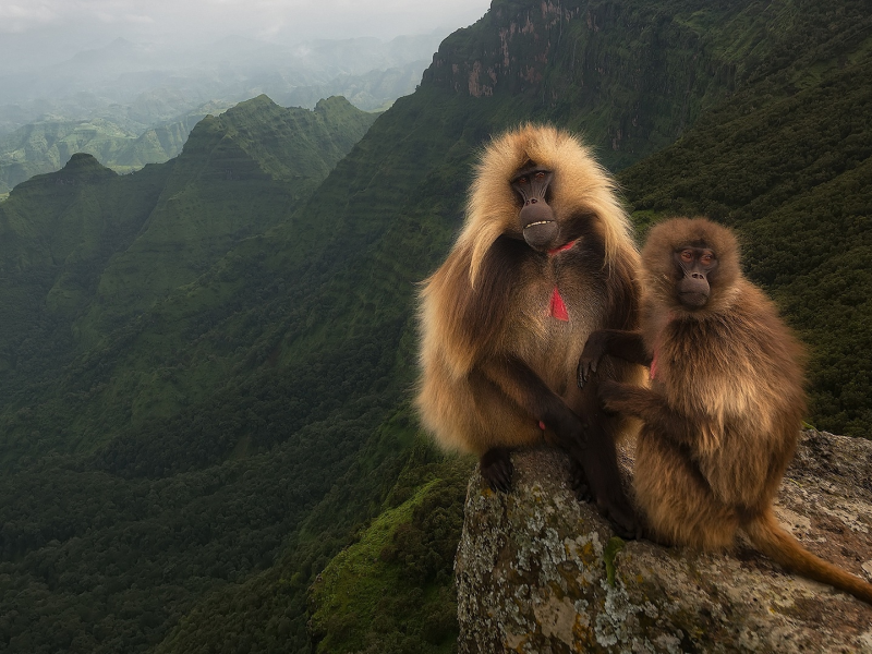 обезьяны, сидят на камне