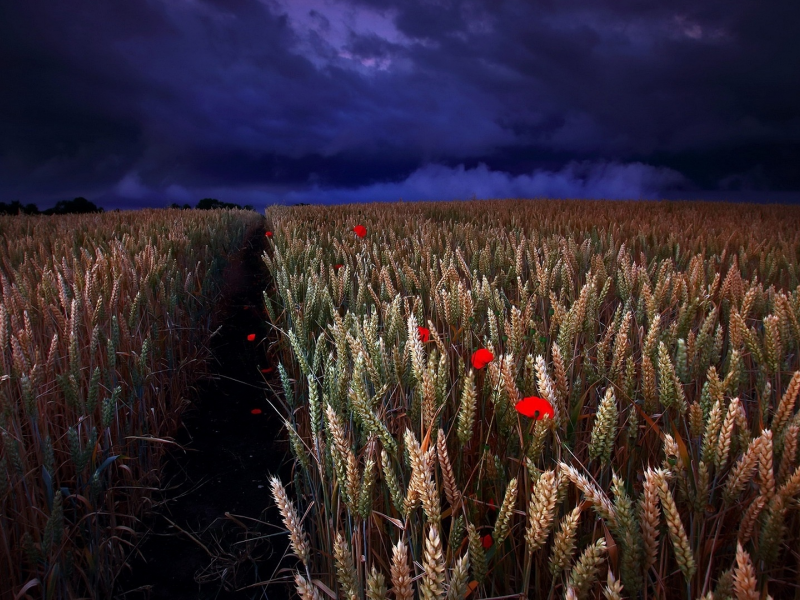 пшеничное поле, ночь