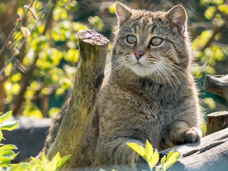 кот, взгляд, животное