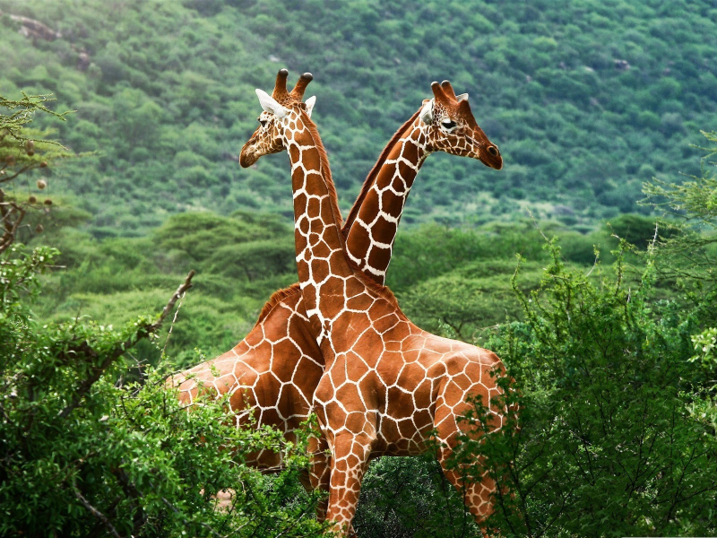 жирафы, африка, саванна
