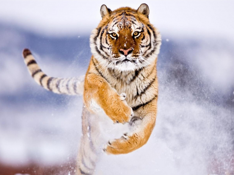 тигр, животное, прыжок