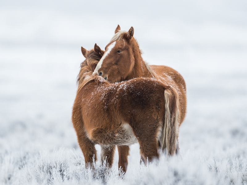 лошади, животные, зима